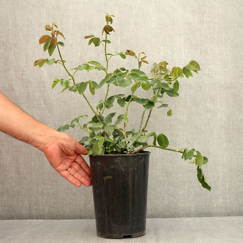 Example of Rosa Paul's Lemon Pillar - Kletterrose Topf mit 4L/5L as you get in ete
