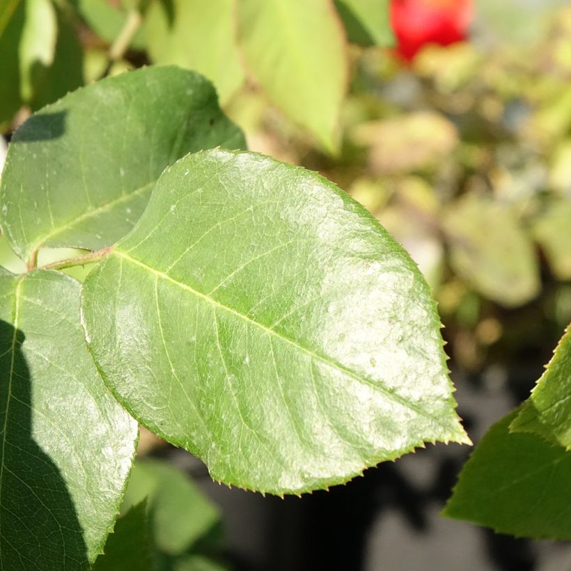 Rosa Paul's Lemon Pillar - Kletterrose (Foliage)
