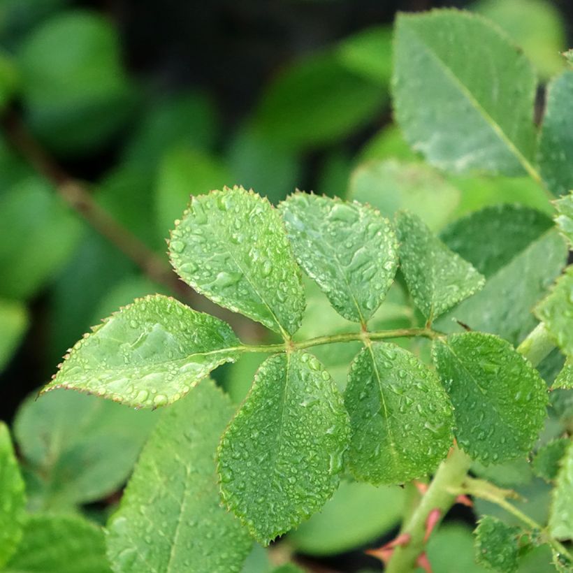 Rosa Peach Melba - Kletterrose (Foliage)