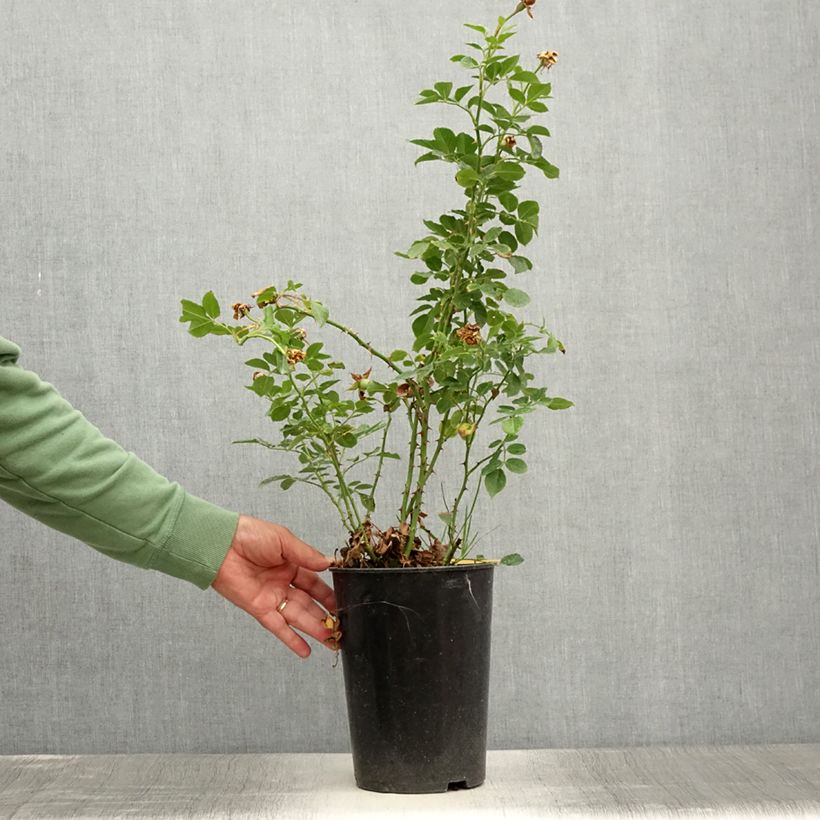 Example of Rosa Peach Melba - Kletterrose Topf mit 4L/5L as you get in ete