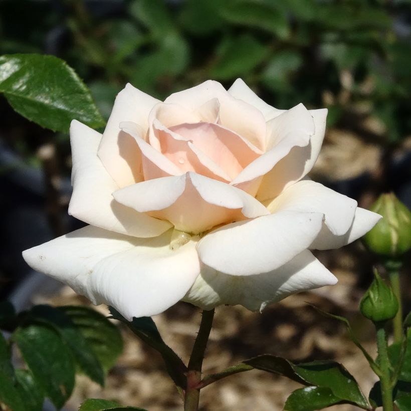 Rosa Penny Lane - Kletterrose (Blüte)