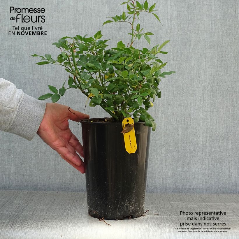 Example of Rosa Perennial Blue - Kletterrose Topf mit 4L/5L as you get in automne