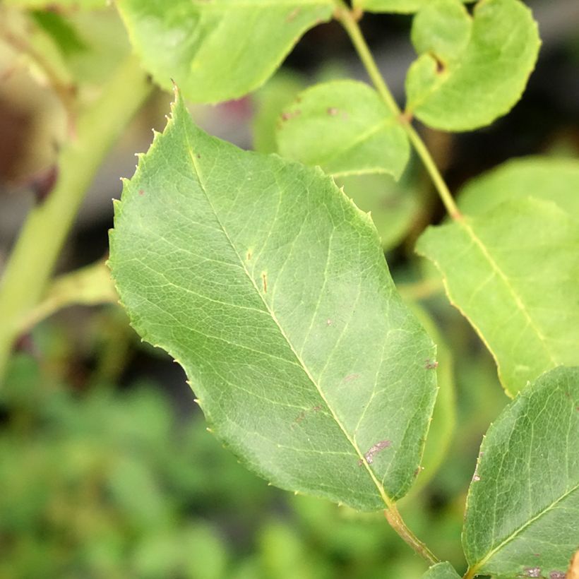 Rosa Pink Cloud - Kletterrose (Foliage)