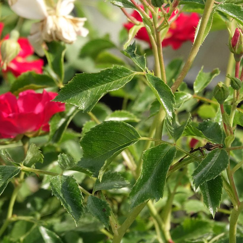 Rosa Rambling Rosie - Kletterrose (Laub)