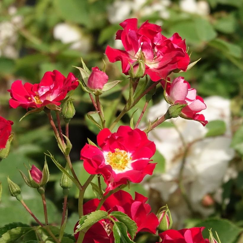 Rosa Rambling Rosie - Kletterrose (Blüte)