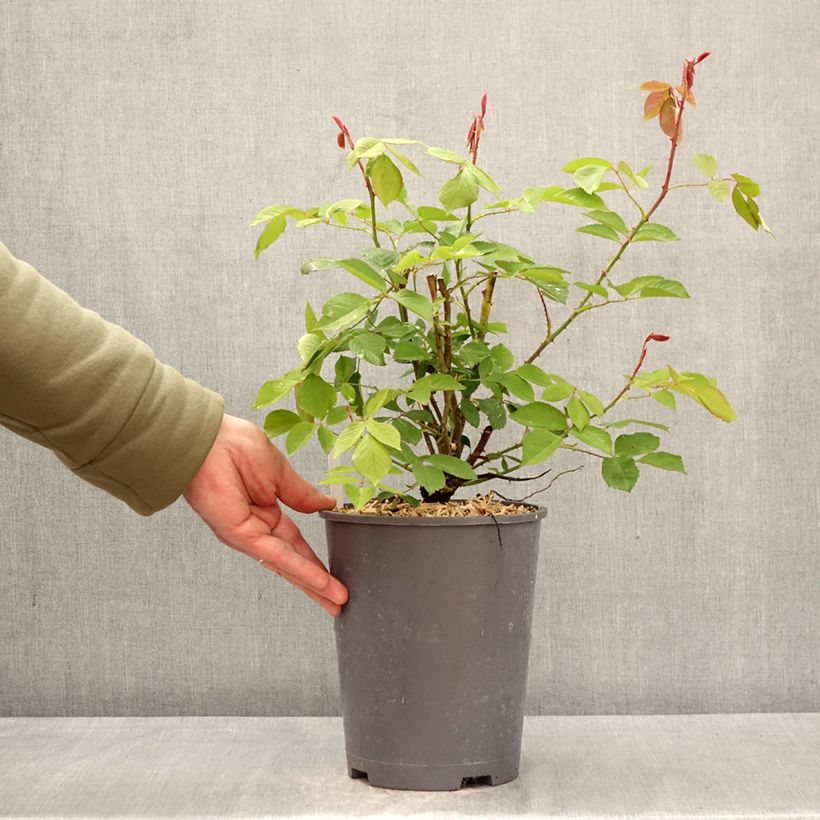 Exemplar von Rosa Roi de Siam - Kletterrose Topf mit 4L/5L wie im Frühjahr geliefert
