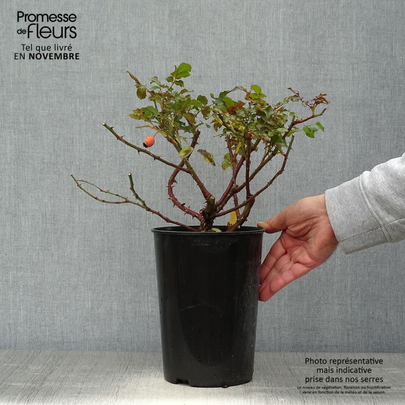 Example of Rosa Rosarium Uetersen - Kletterrose Topf mit 4L/5L as you get in automne