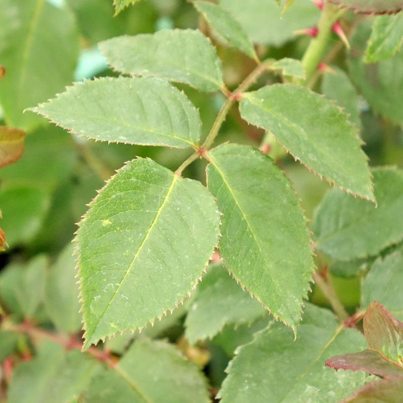 Rosa Klettermaxe - Kletterrose (Foliage)