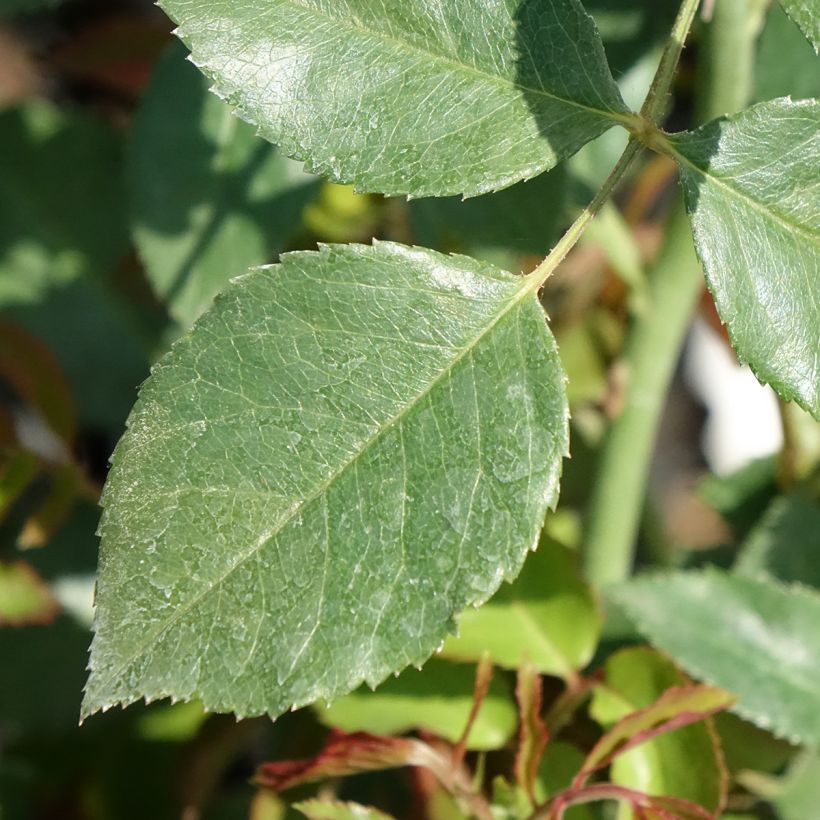 Rosa Sabrina - Kletterrose (Foliage)