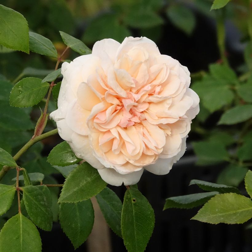 Rosa Sabrina - Kletterrose (Blüte)