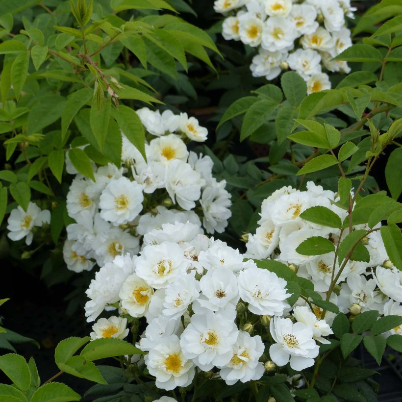 Rosa multiflora Seagull - Kletterrose (Flowering)