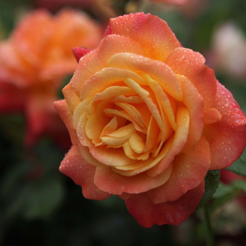 Rosa Shining Beauty - Kletterrose (Flowering)