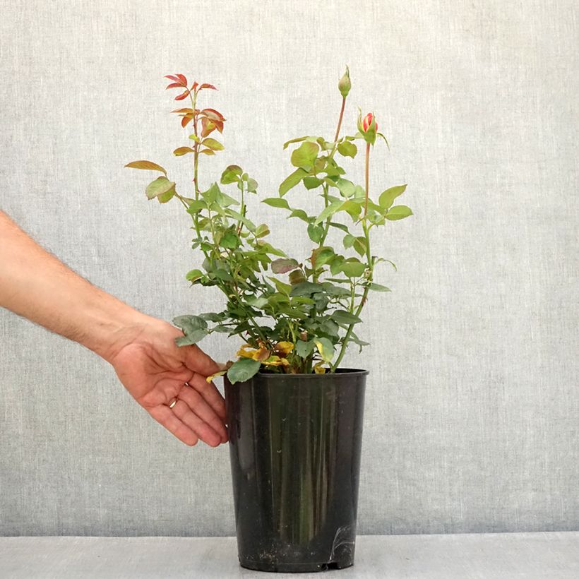 Example of Rosa Shining Beauty - Kletterrose Topf mit 4L/5L as you get in ete