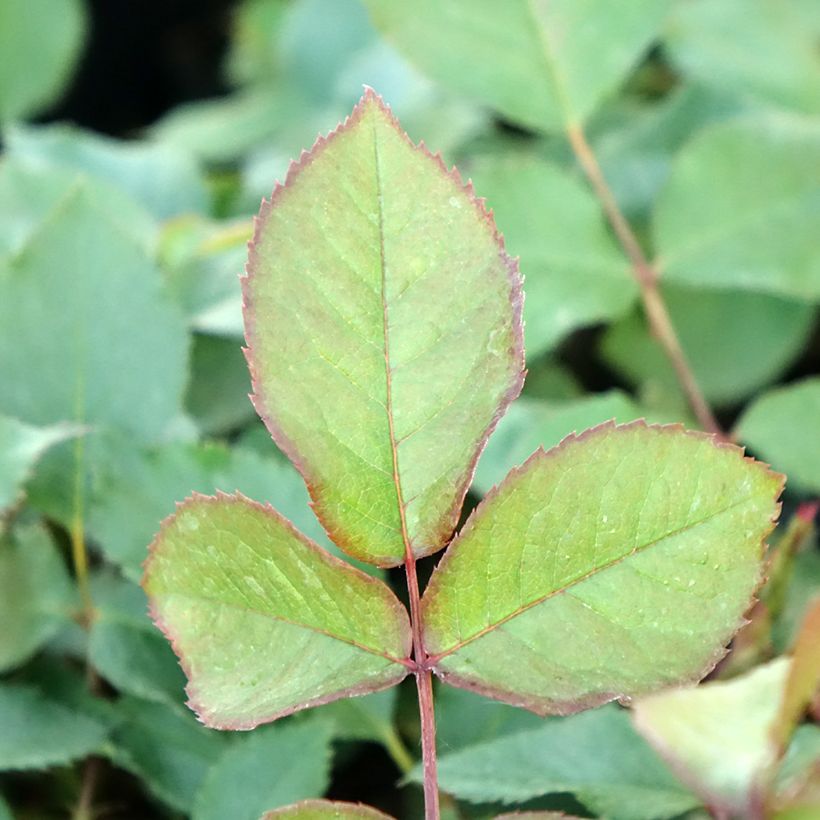 Rosa Shining Beauty - Kletterrose (Foliage)