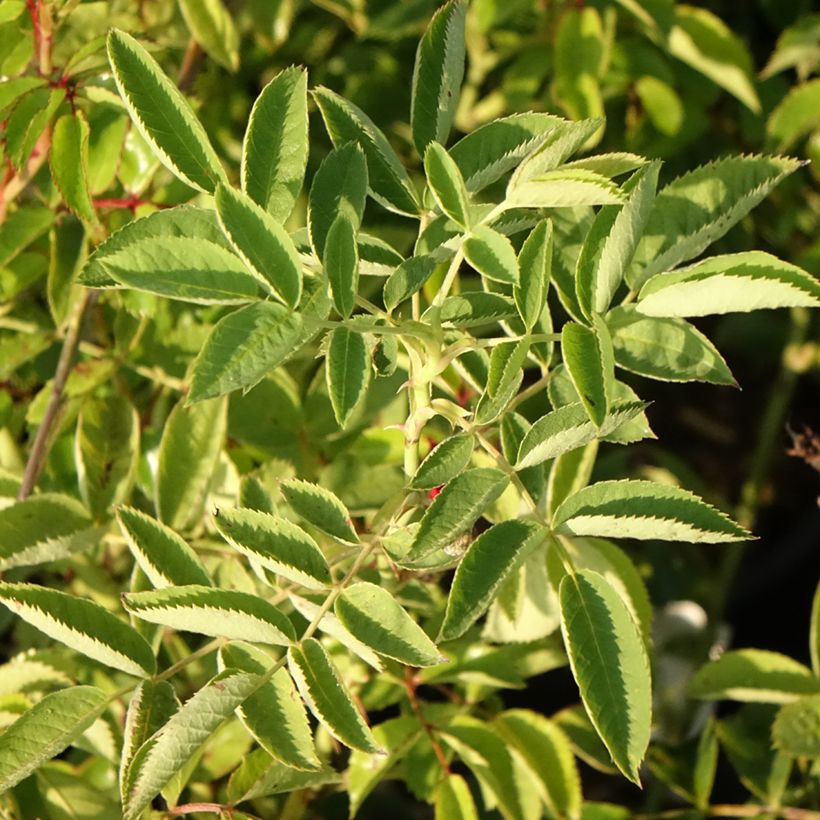 Rosa Siluetta Crimson - Kletterrose (Foliage)