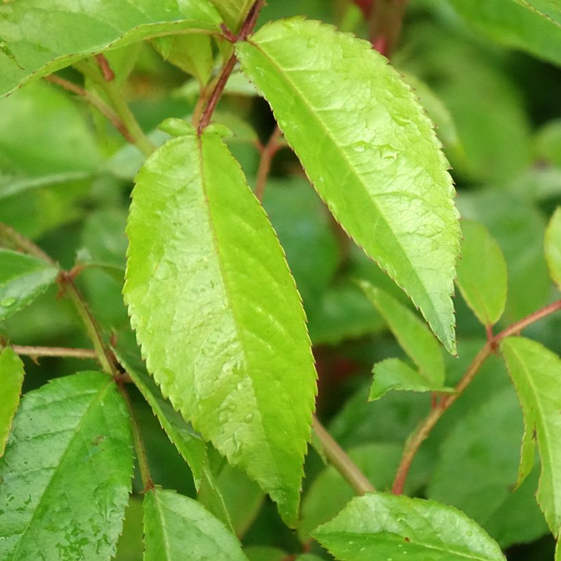 Rosa Siluetta Lavender - Kletterrose (Foliage)