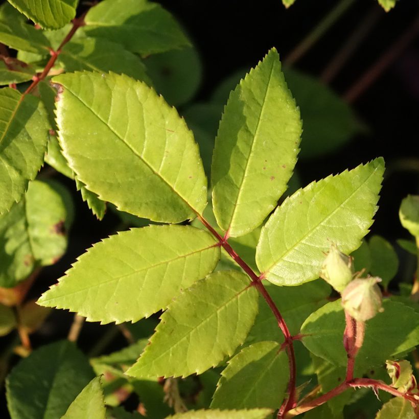 Rosa Siluetta Romantic - Kletterrose (Foliage)