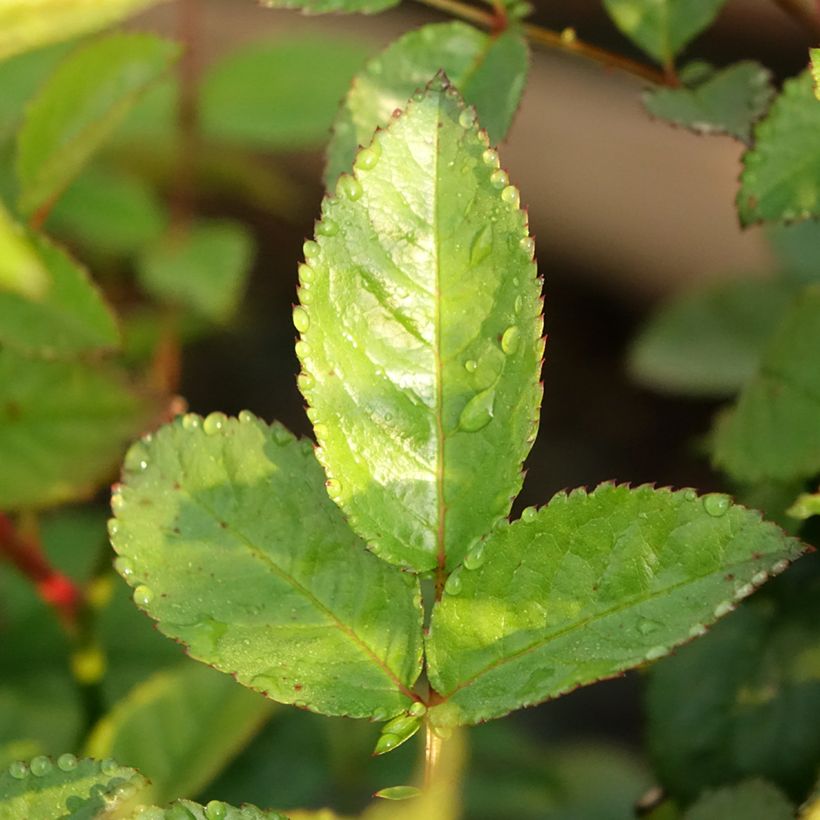 Rosa Siluetta Sweet - Kletterrose (Foliage)