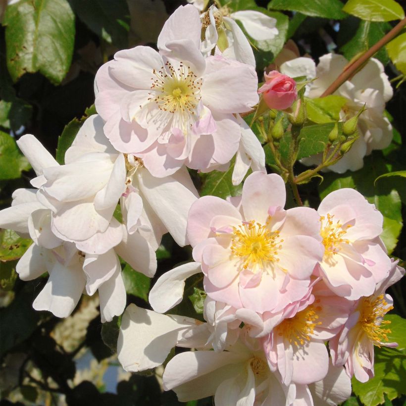 Rosa Sourire d'Orchidée - Kletterrose (Flowering)