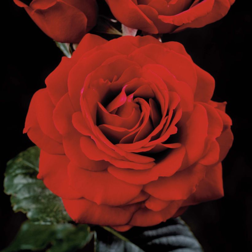 Rosa That's Jazz - Kletterrose (Flowering)