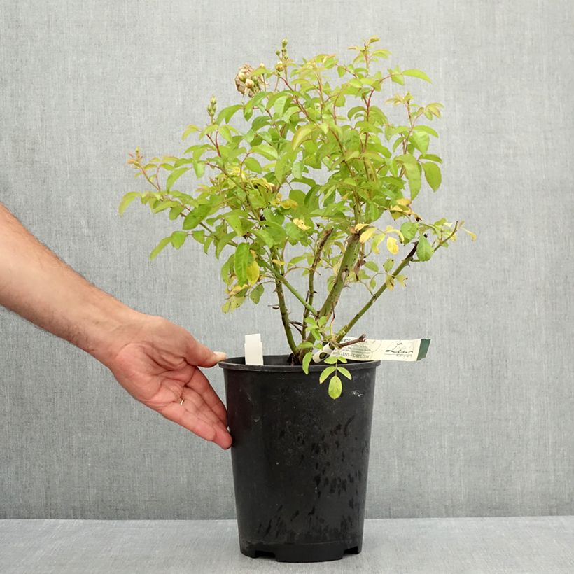 Example of Rosa moschata Trier - Kletterrose Topf mit 4L/5L as you get in ete
