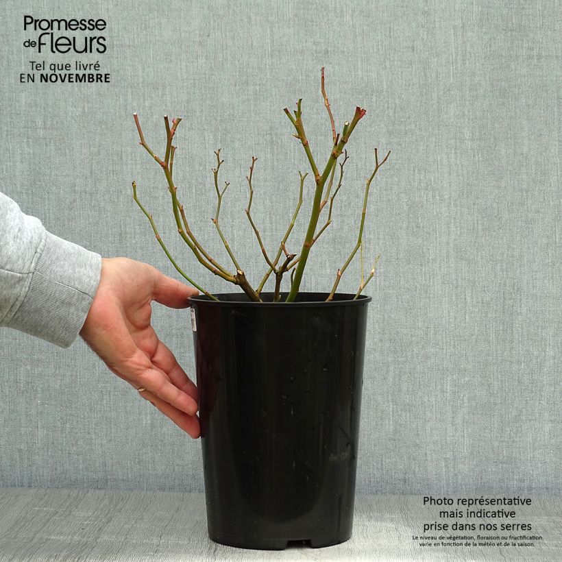 Example of Rosa wichuraiana Veilchenblau - Kletterrose Topf mit 4L/5L as you get in automne