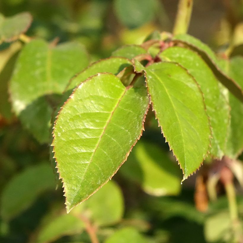 Rosa Vihaïpi - Kletterrose (Foliage)