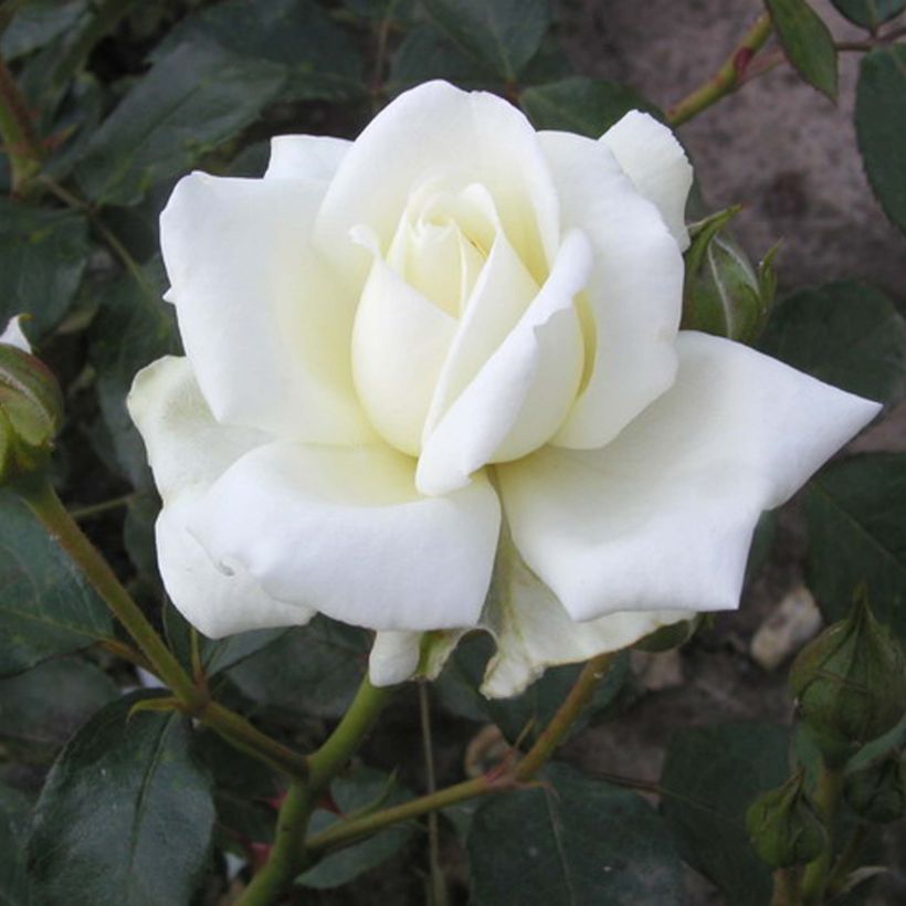 Rosa wichuraiana White New Dawn - Kletterrose (Flowering)