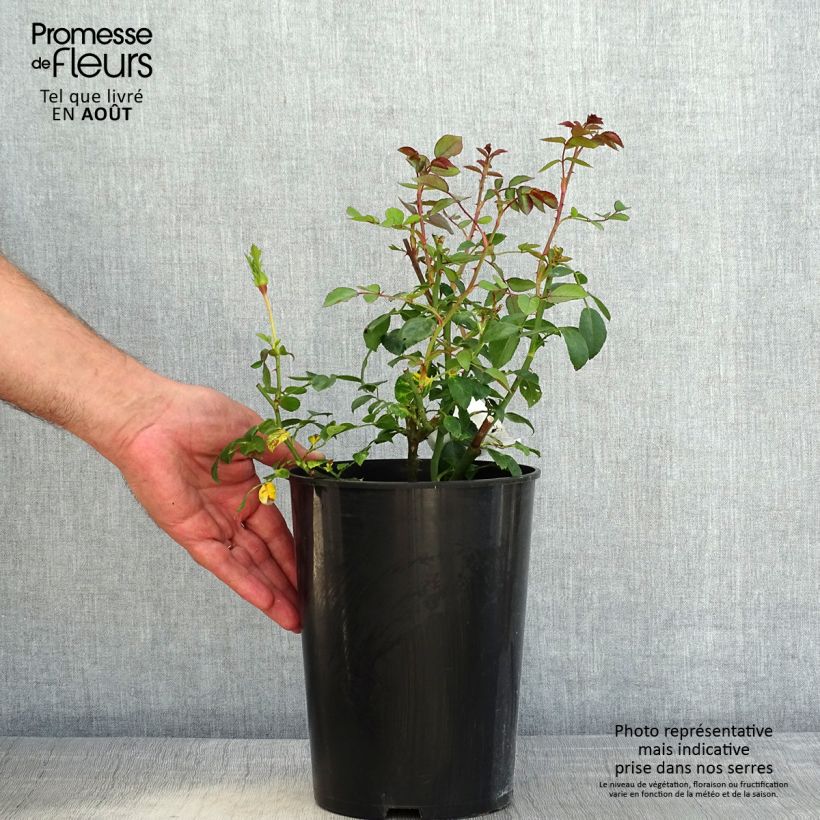 Example of Rosa wichuraiana White New Dawn - Kletterrose Topf mit 4L/5L as you get in ete