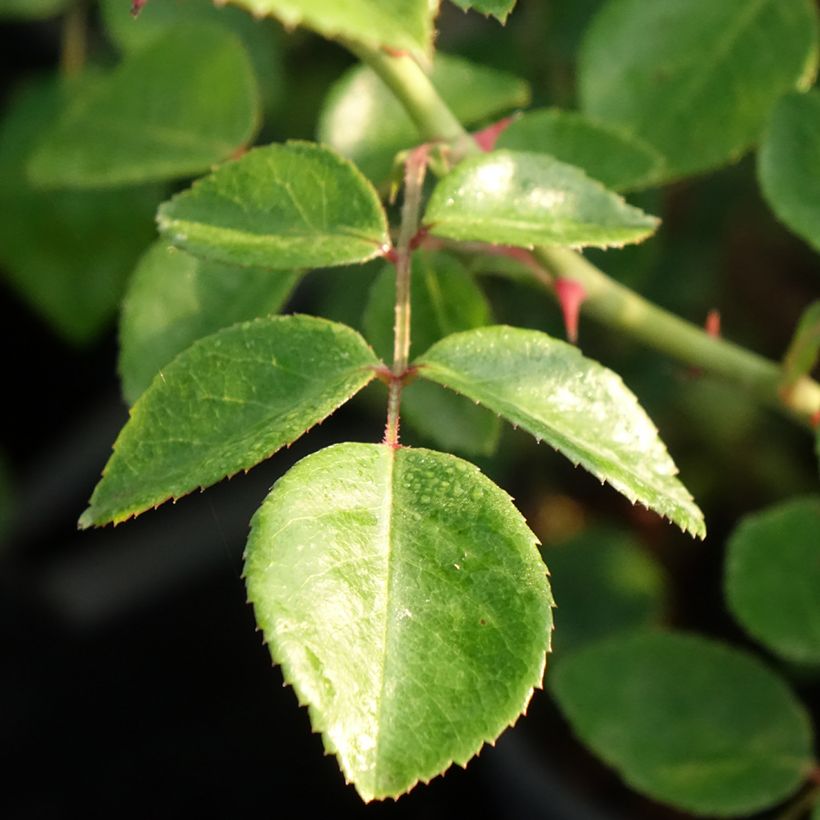 Rosa wichuraiana White New Dawn - Kletterrose (Foliage)