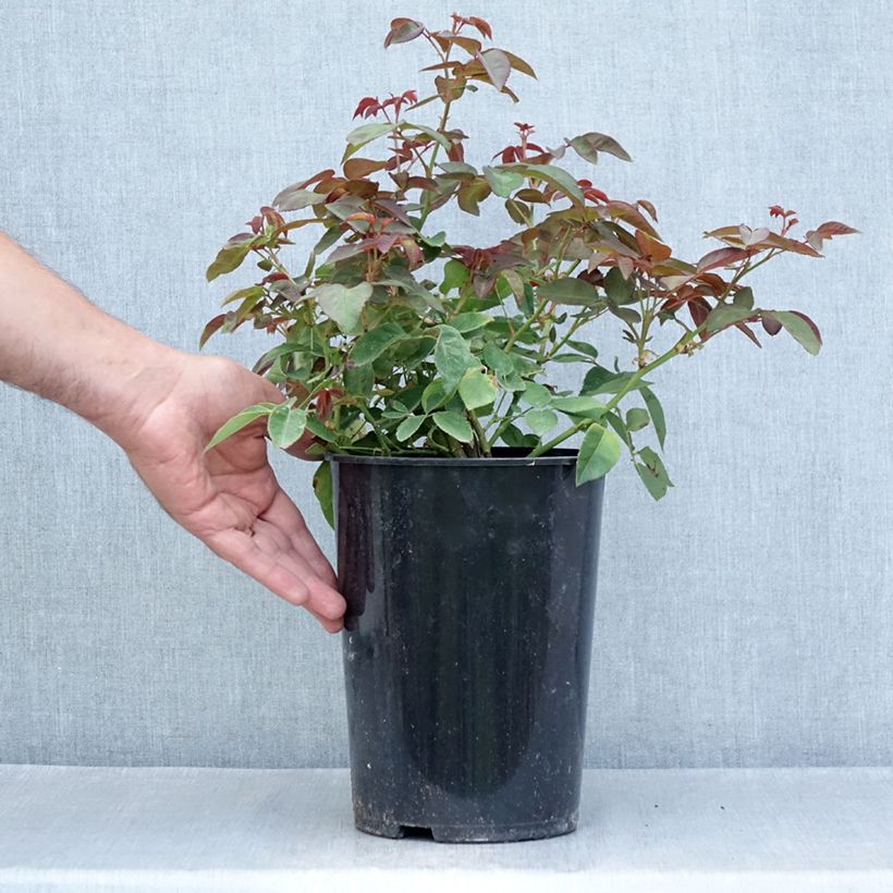 Example of Rosa Zéphirine Drouhin - Kletterrose Topf mit 4L/5L as you get in ete