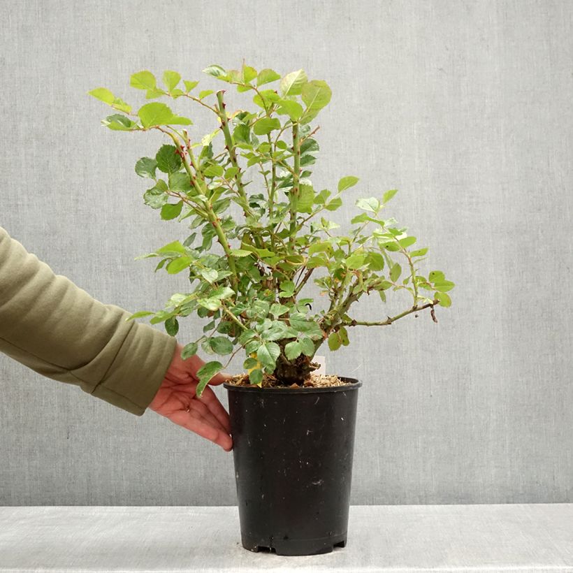 Exemplar von Rosa Zephyr - Kletterrose Topf mit 4L/5L wie im Frühjahr geliefert