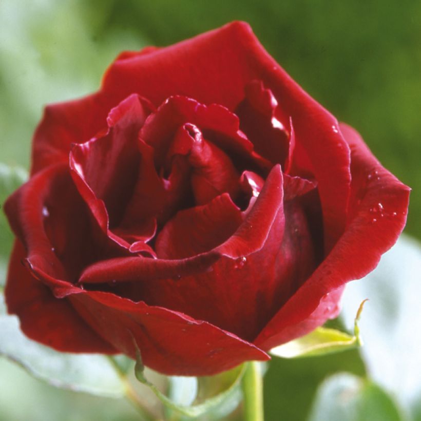Rosa Guinée - Kletterrose (Flowering)