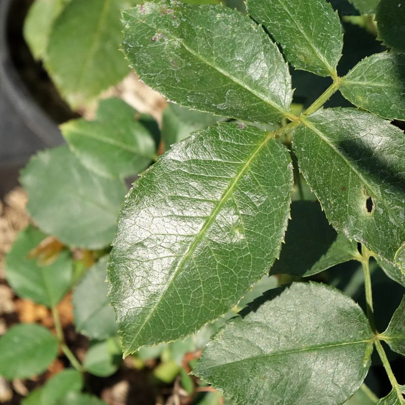 Rosa Jubilé du Prince de Monaco - Kletterrose (Foliage)