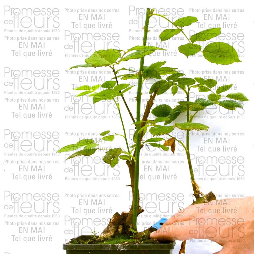 Example of Rosa Generosa Ladurée - Guillot Rose Topf mit 4L/5L as you get