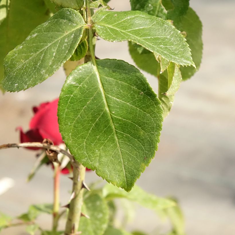 Rosa Rosier Leo Ferré - Edelrose (Foliage)