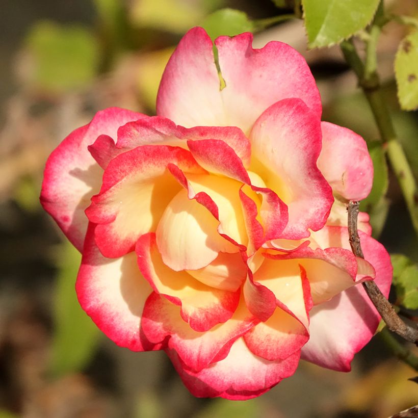Rosa Rosier Leo Ferré - Edelrose (Flowering)