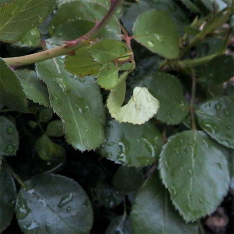 Rosa Leonardo Da Vinci - Beetrose (Foliage)