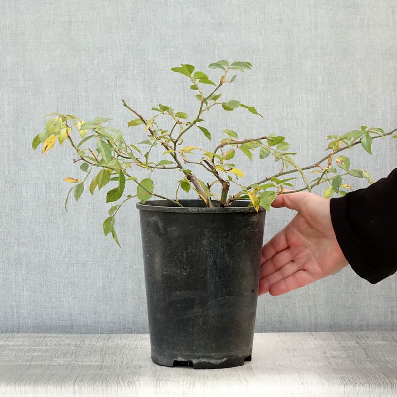 Example of Rosa wichuraiana Albéric Barbier - Rambler-Rose Topf mit 4L/5L as you get in automne