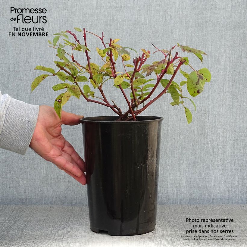 Example of Rosa multiflora Bobbie James - Rambler-Rose Topf mit 4L/5L as you get in automne