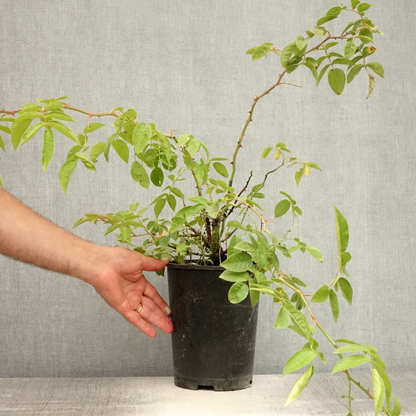 Exemplar von Rosa multiflora Bobbie James - Rambler-Rose Topf mit 4L/5L wie im Sommer geliefert