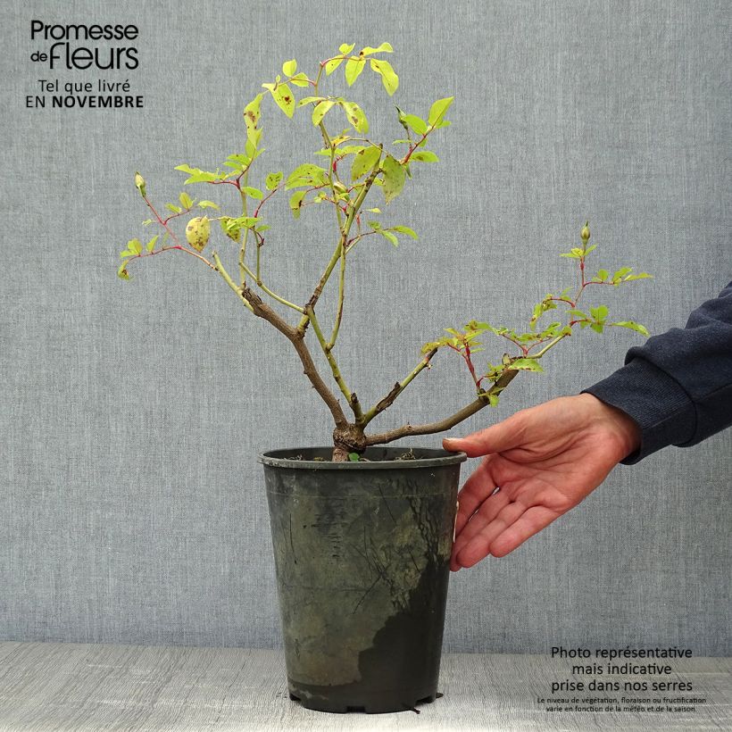 Example of Rosa filipes Kiftsgate - Rambler-Rose Topf mit 4L/5L as you get in automne