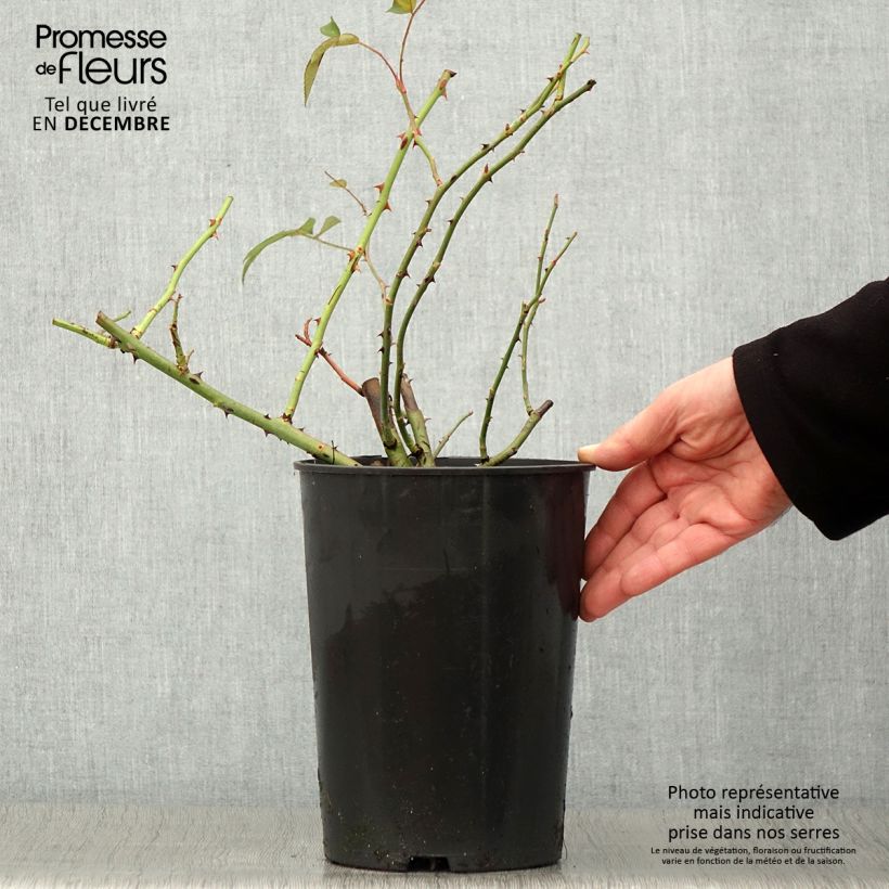 Example of Rosa moschata Francis E Lester - Moschus Rambler-Rose Topf mit 4L/5L as you get in automne