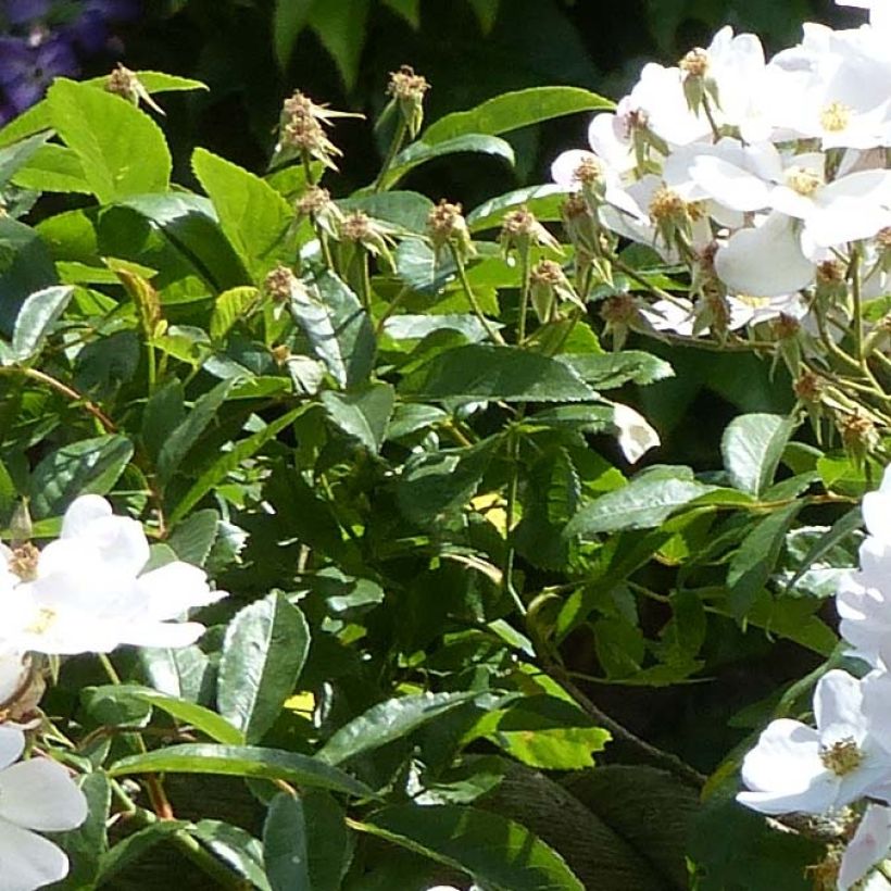 Rosa moschata Francis E Lester - Moschus Rambler-Rose (Foliage)