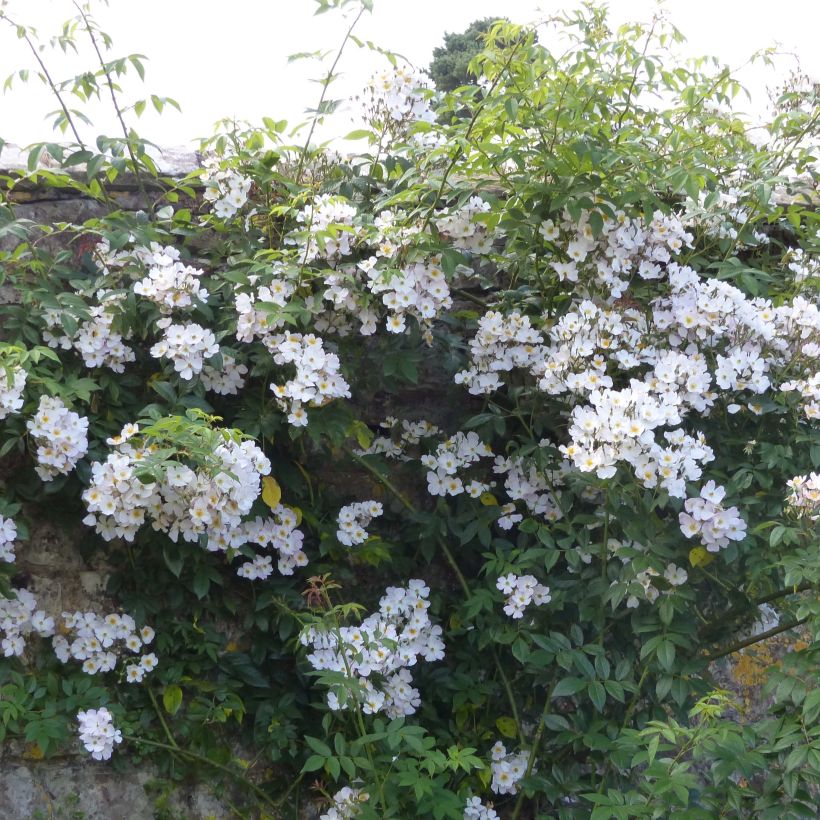 Rosa moschata Francis E Lester - Moschus Rambler-Rose (Plant habit)