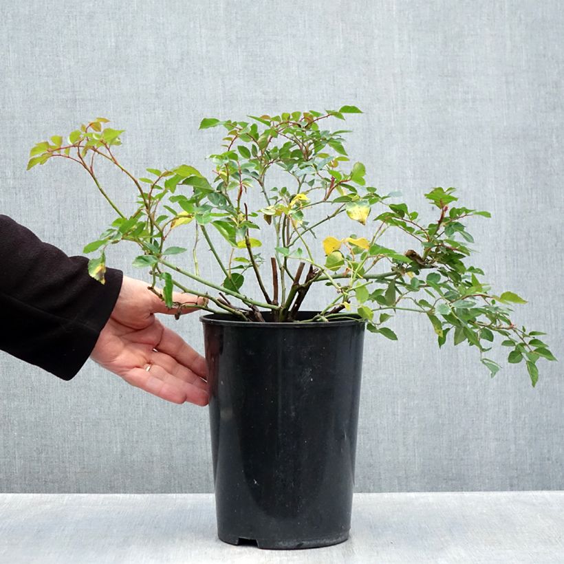Exemplar von Rosa wichuraiana François Juranville - Rambler-Rose Topf mit 4L/5L wie im Herbst geliefert