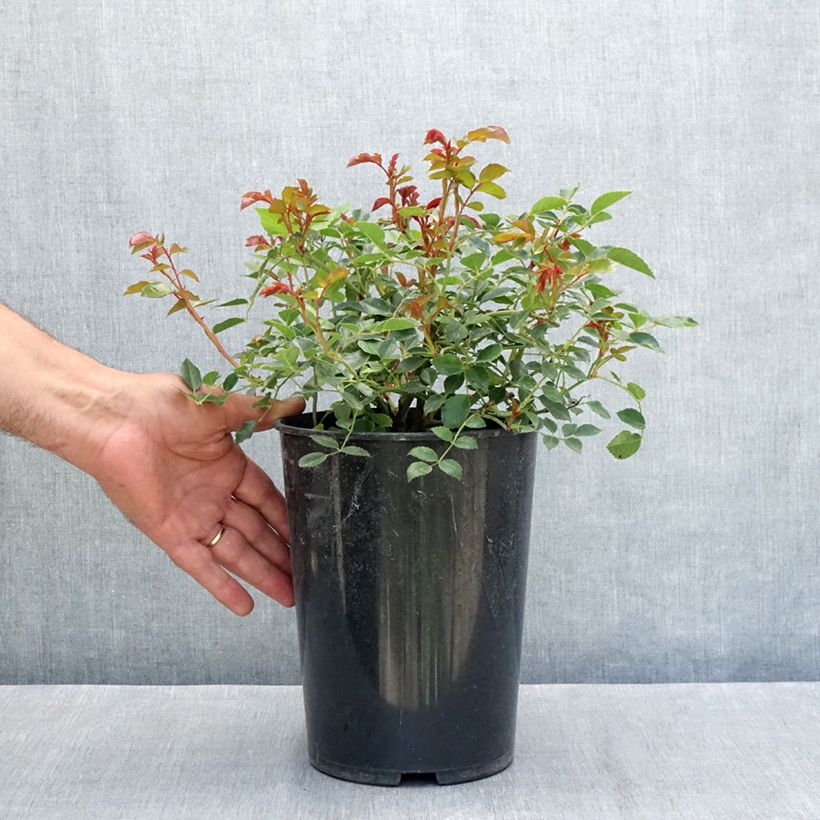 Example of Rosa wichuraiana François Juranville - Rambler-Rose Topf mit 4L/5L as you get in ete