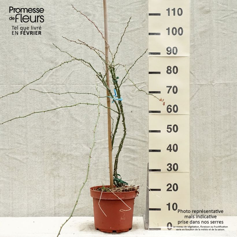 Exemplar von Rosa Kew Rambler - Rambler-Rose Topf mit 4L/5L wie im Winter geliefert