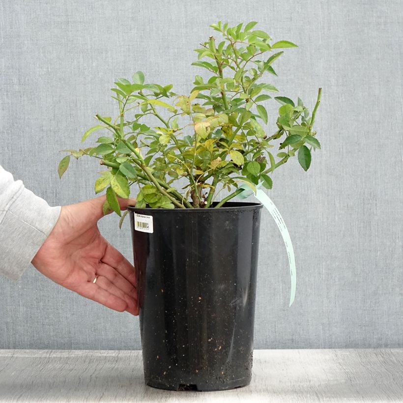 Example of Rosa multiflora Maria Lisa - Rambler-Rose Topf mit 4L/5L as you get in automne
