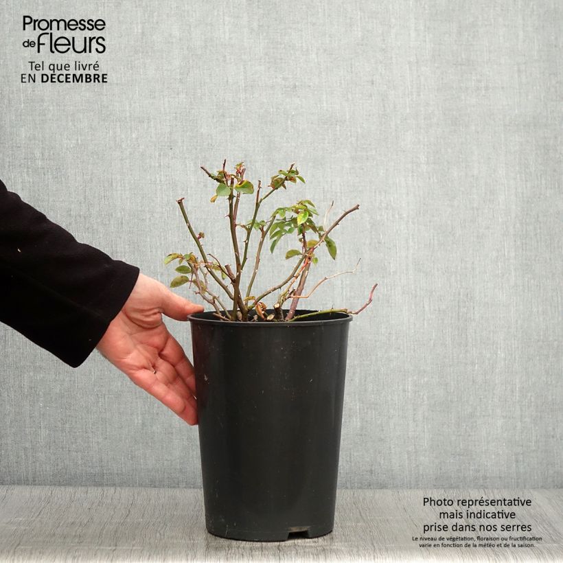 Example of Rosa wichuraiana Paul Noel - Rambler-Rose Topf mit 4L/5L as you get in automne